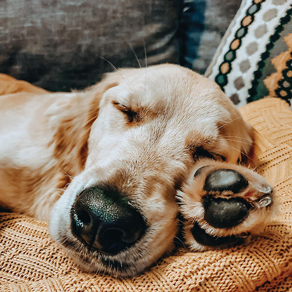 Pet SEEN: Cute Pets Featured in April 2020